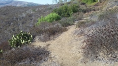 Schinus molle
