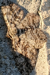 Anavitrinella pampinaria