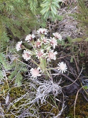 Petasites frigidus