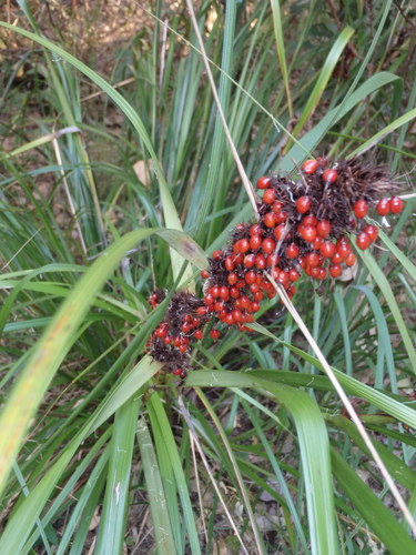 Gahnia aspera