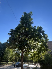 Catalpa bignonioides
