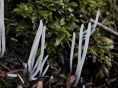Clavaria