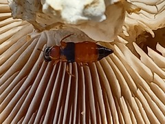 Oxyporus rufus