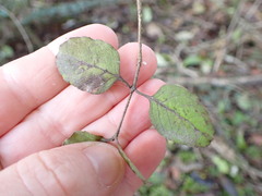 Coprosma rotundifolia