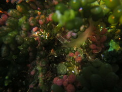 Sacoproteus smaragdinus