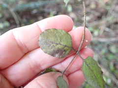 Coprosma rotundifolia
