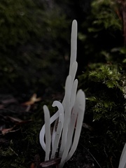 Clavaria