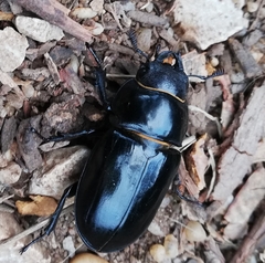 Lucanus barbarossa