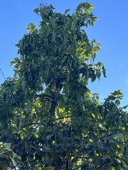 Catalpa bignonioides