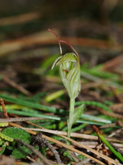 Pterostylis alobula
