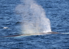 Balaenoptera physalus