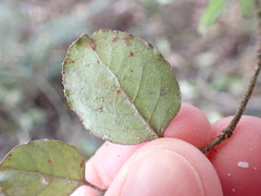 Coprosma rotundifolia