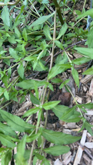 Eclipta prostrata