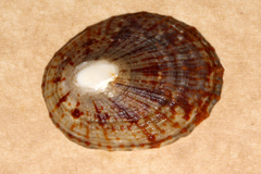 Cellana radians