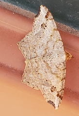 Macaria aemulataria