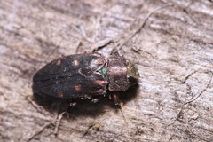 Chrysobothris affinis