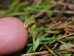 Pterostylis alobula