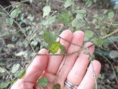 Coprosma rotundifolia