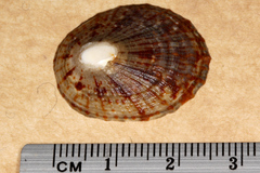 Cellana radians