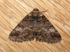 Cryphaea - Photo (c) Donald Hobern, some rights reserved (CC BY)