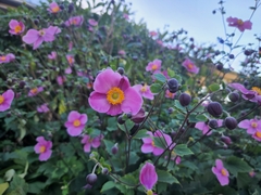 Eriocapitella hupehensis