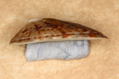 Cellana radians