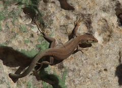 Podarcis filfolensis maltensis
