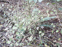 Coprosma rotundifolia