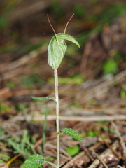 Pterostylis alobula