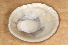 Cellana radians