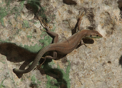 Podarcis filfolensis maltensis