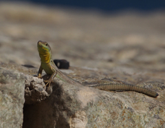 Podarcis filfolensis maltensis