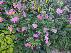 Eriocapitella hupehensis