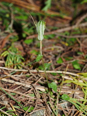 Pterostylis alobula