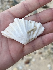 Hippopus