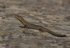 Podarcis filfolensis maltensis