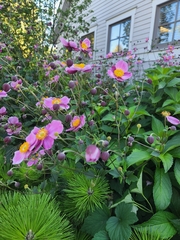 Eriocapitella hupehensis