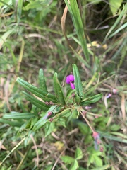 Desmodium paniculatum