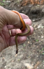 Storeria occipitomaculata