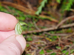 Pterostylis alobula