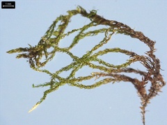 Hygroamblystegium fluviatile
