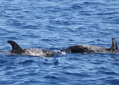 Grampus griseus