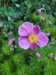 Eriocapitella hupehensis