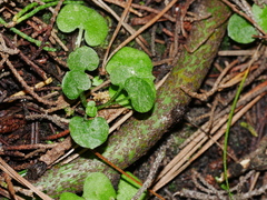 Pterostylis alobula