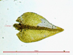 Hygroamblystegium fluviatile