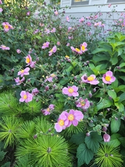 Eriocapitella hupehensis