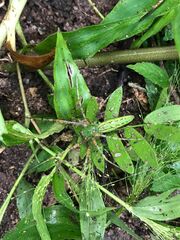 Peucetia viridans