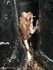 Incilius marmoreus