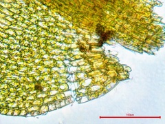 Hygroamblystegium fluviatile