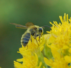 Andrena hirticincta